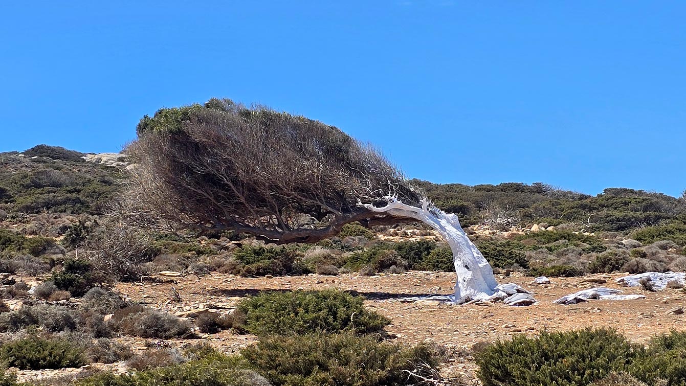 arbre penché, Amorgos