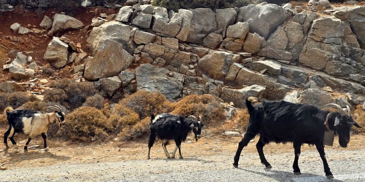 chèvres d'amorgos