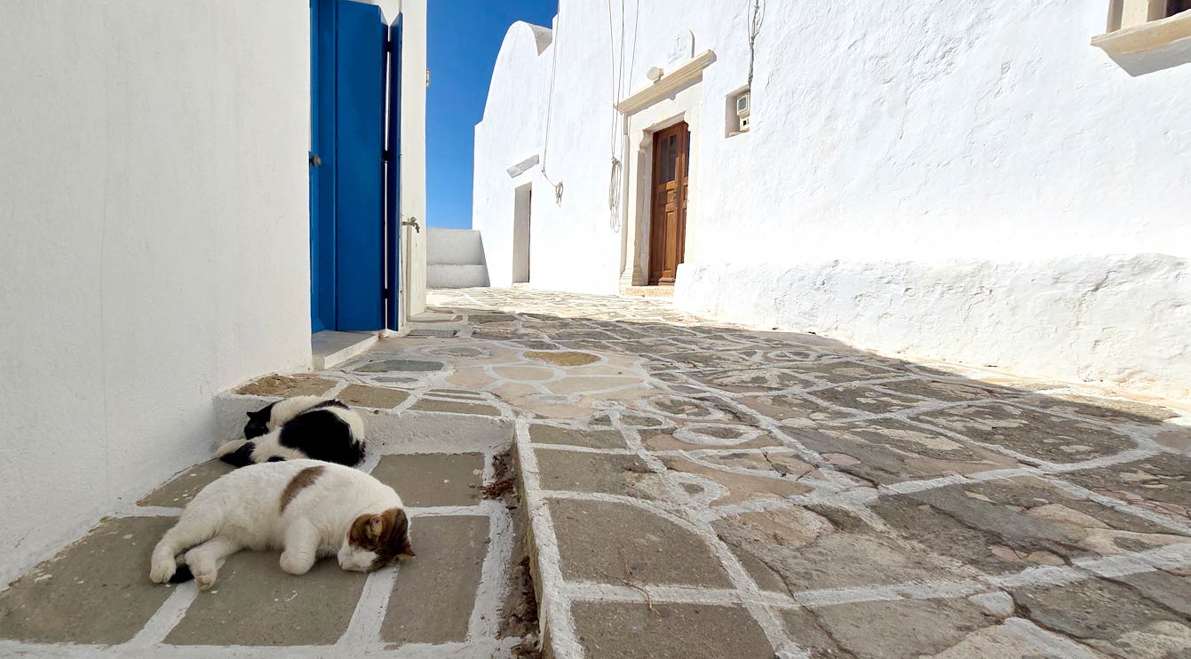 Chora de Folegandros: chats dormants