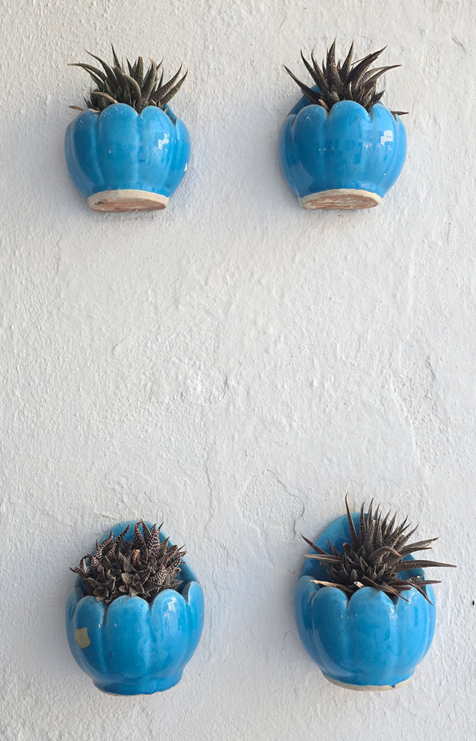 Atelier Agapi : deco plantes