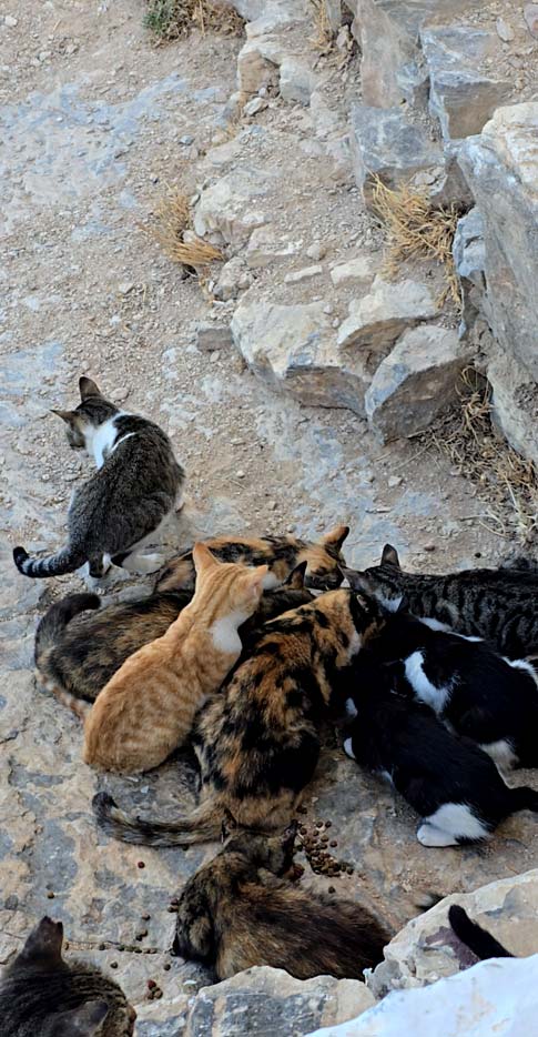 les chats du monastère de la Chozoviótissa, d'Amorgos