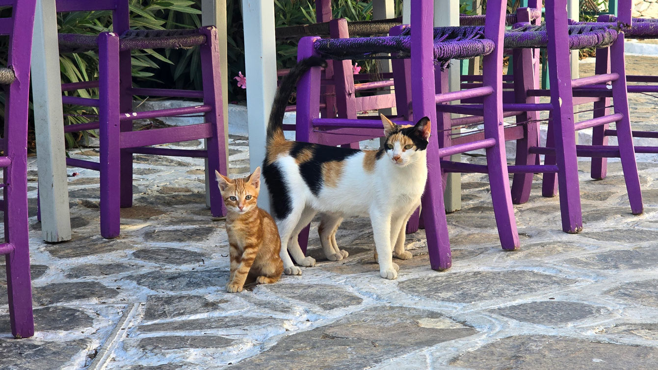 chats à Amorgos