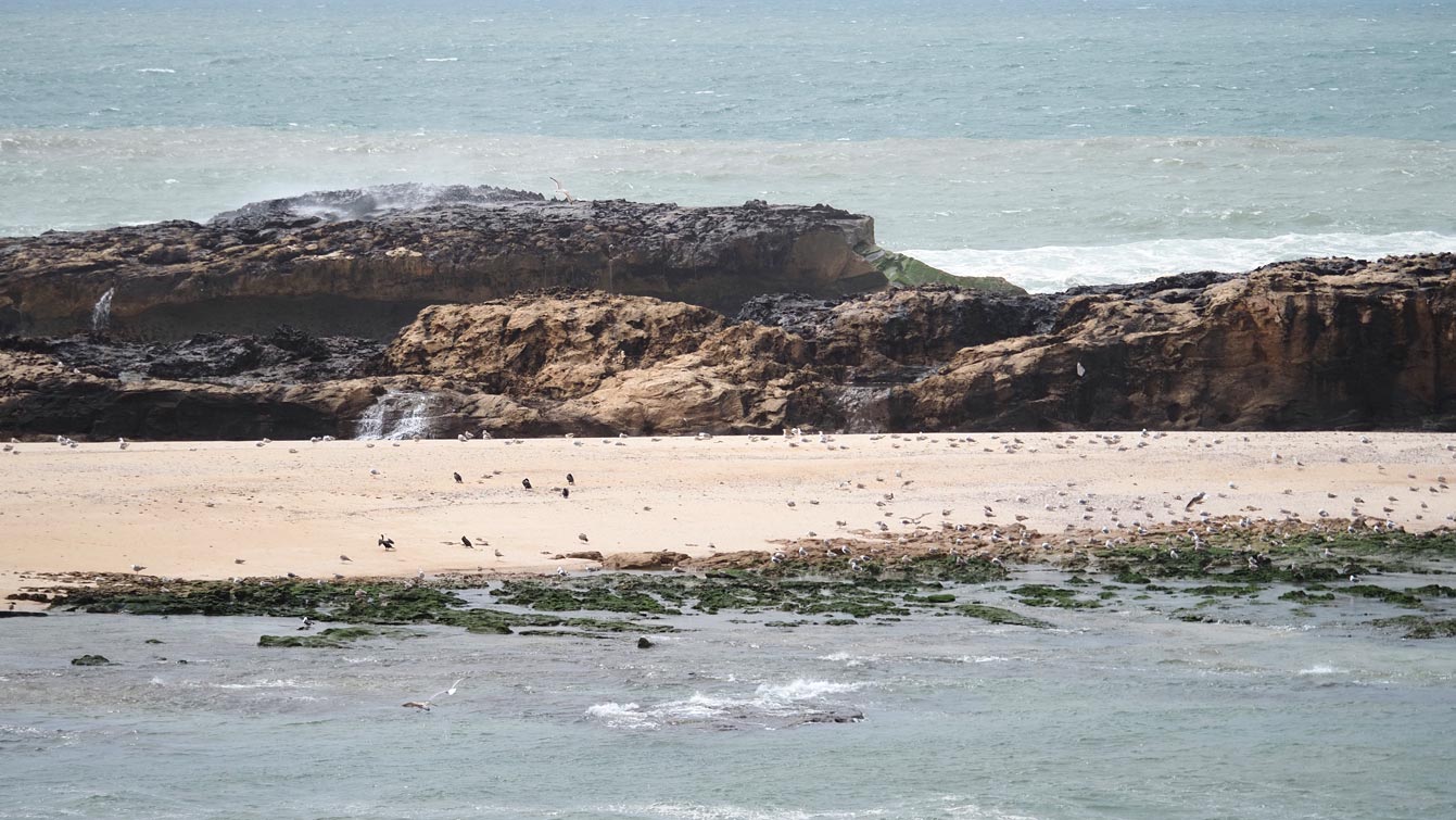 Les îles Purpuraires