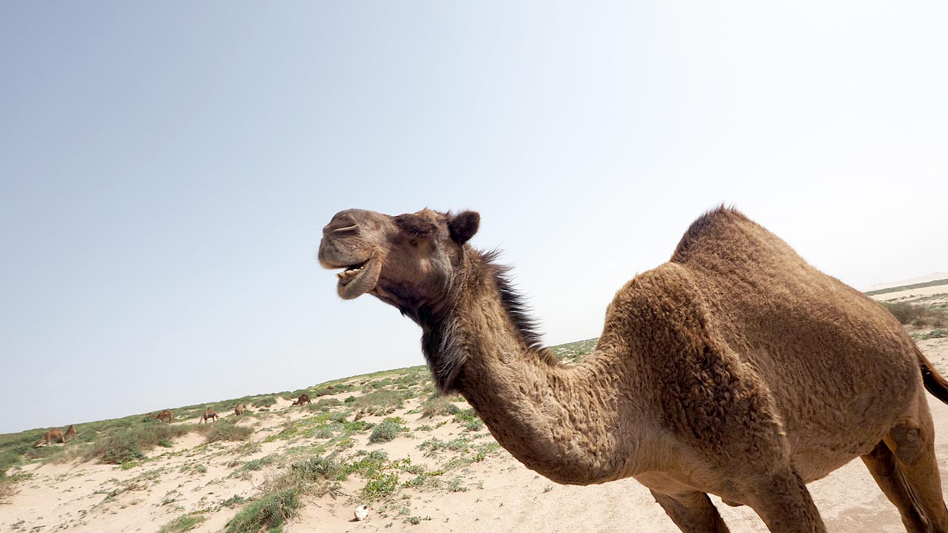 Dromadaire bouche ouverte de profil dans les dunes de Timlalin, troupeau en arrière-plan.
