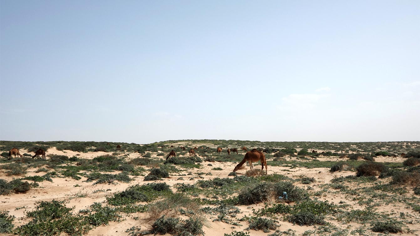 Troupeau de dromadaires pâturant dans les dunes de Timlalin, près de l'océan.