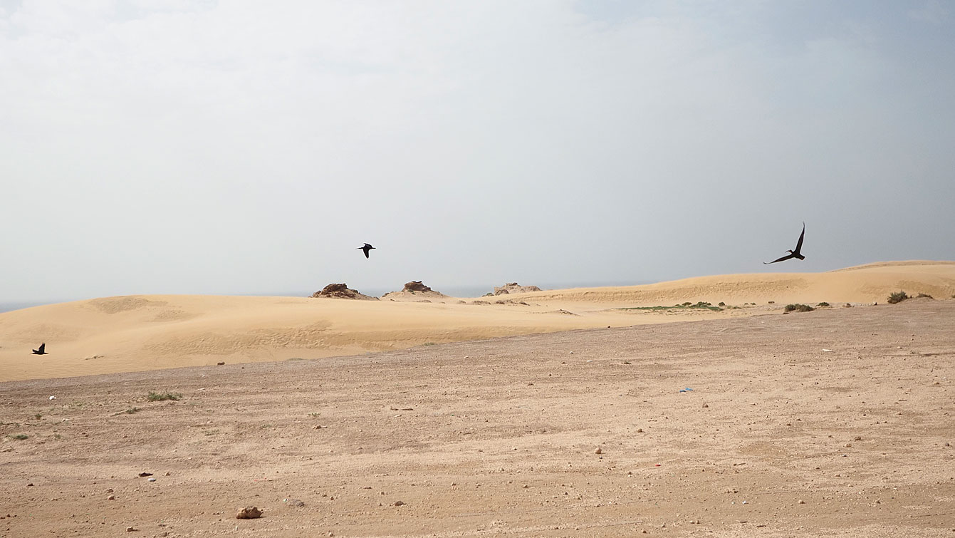Oiseaux en vol au-dessus des dunes de Timlalin, région de Tamri.
