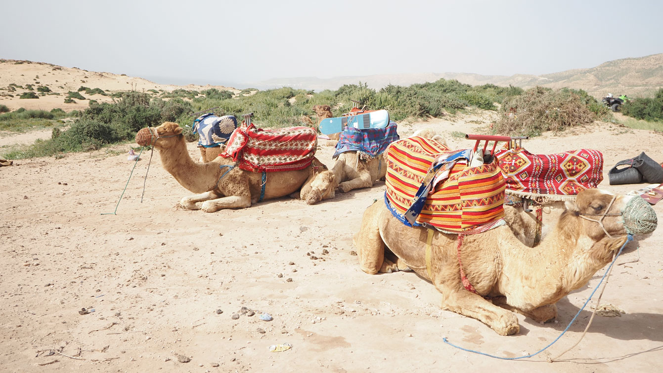 Dromadaires sellés couchés avec tapis colorés avant une balade aux dunes de Timlalin.