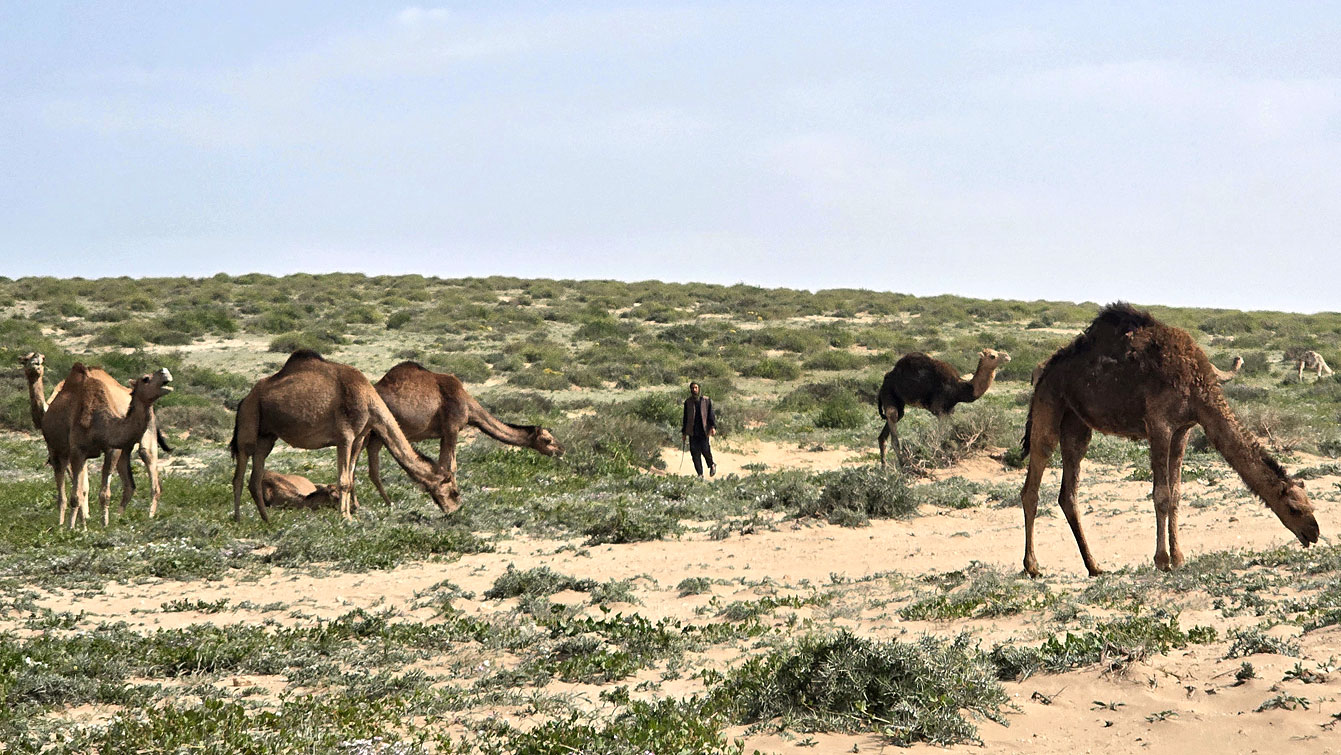 Troupeau de dromadaires pâturant dans les dunes de Timlalin, près de l'océan.