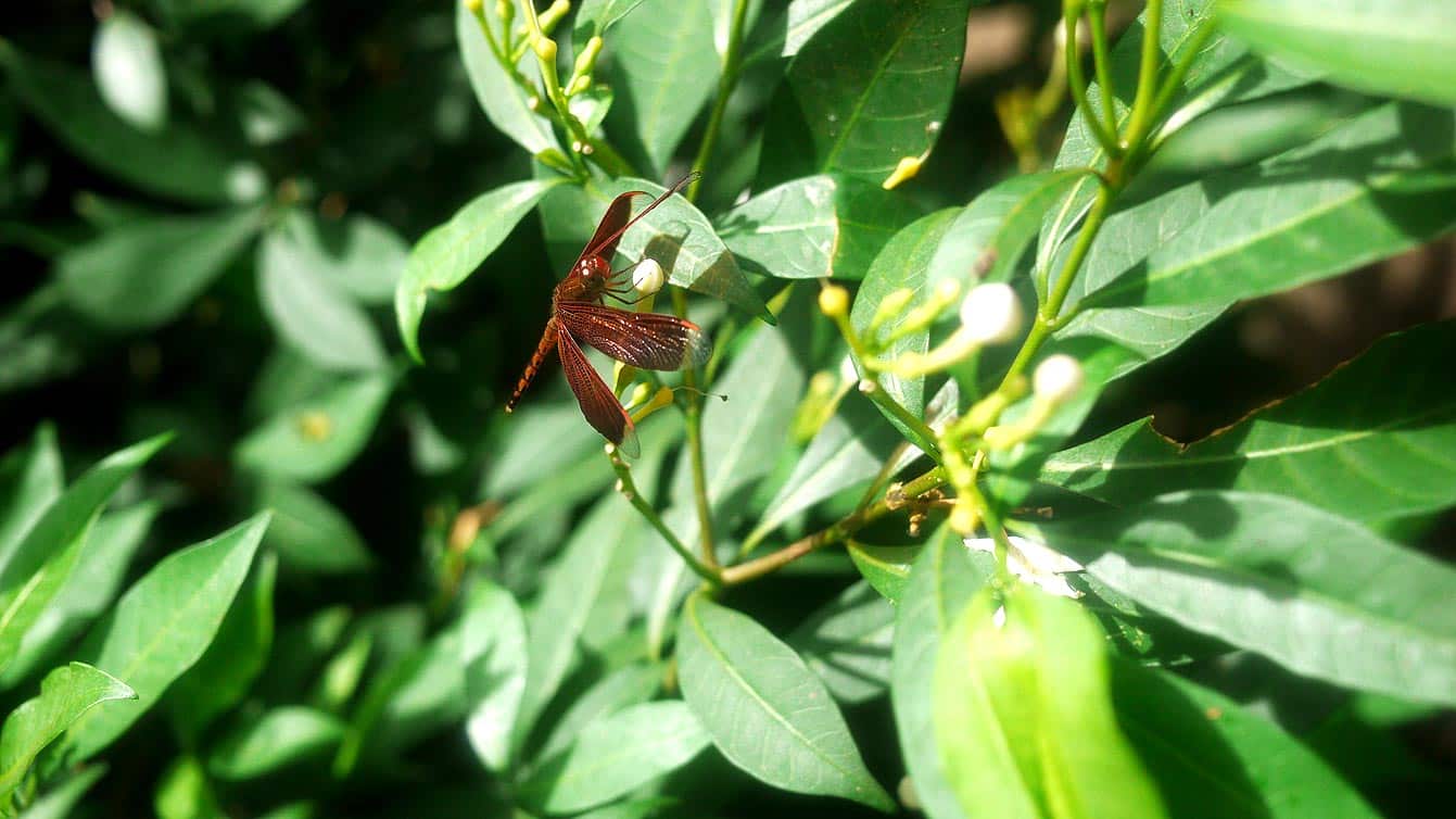 palawan-butterfly-ecological-garden02