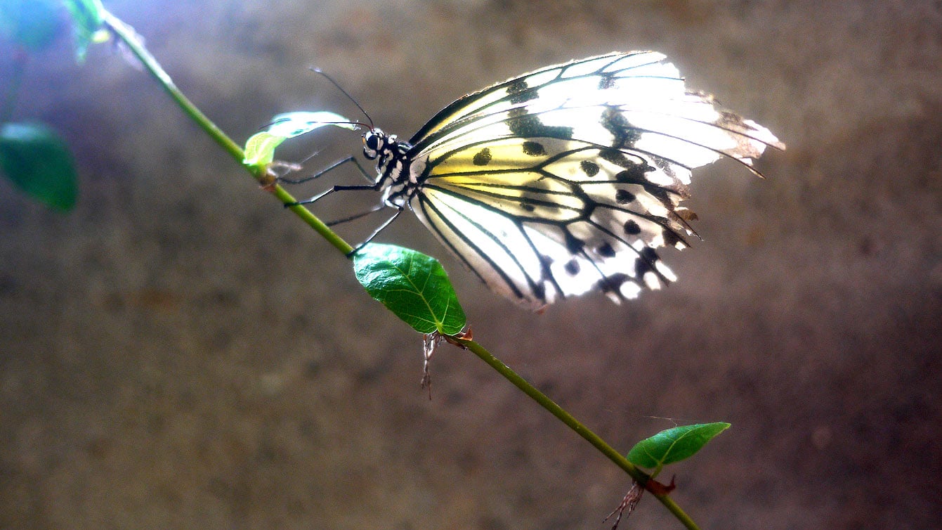 palawan-butterfly-ecological-garden05
