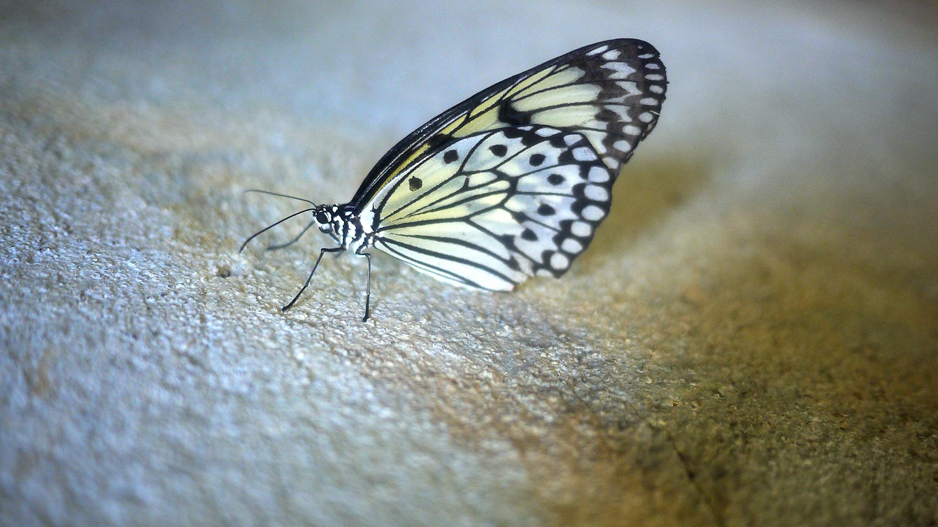 palawan-butterfly-ecological-garden06
