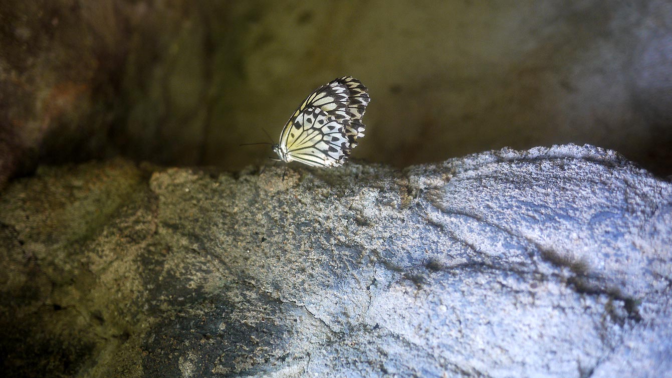 palawan-butterfly-ecological-garden07