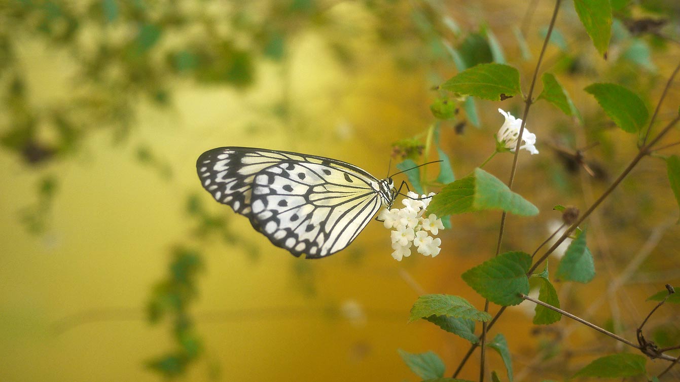 palawan-butterfly-ecological-garden10