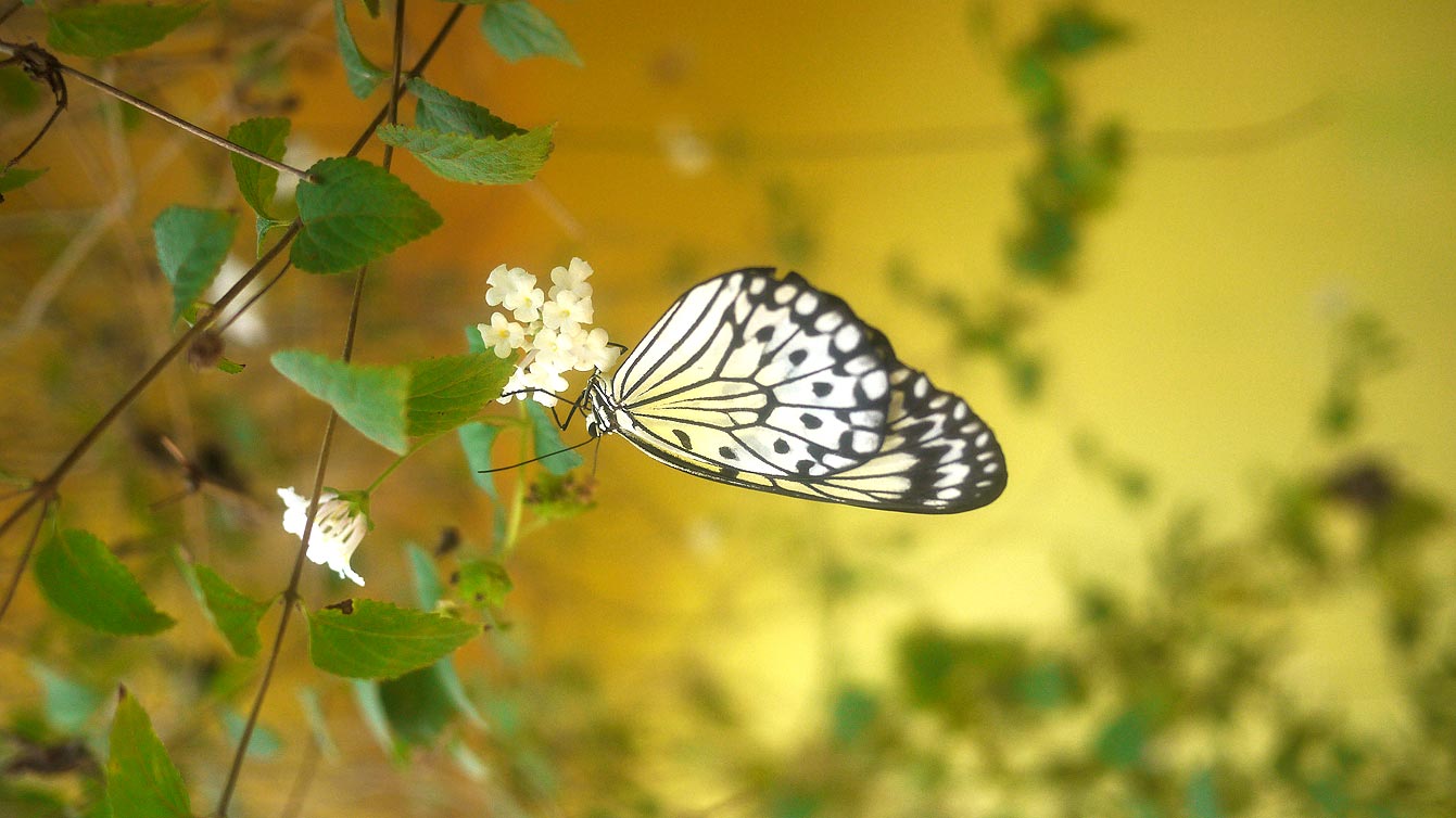 palawan-butterfly-ecological-garden11