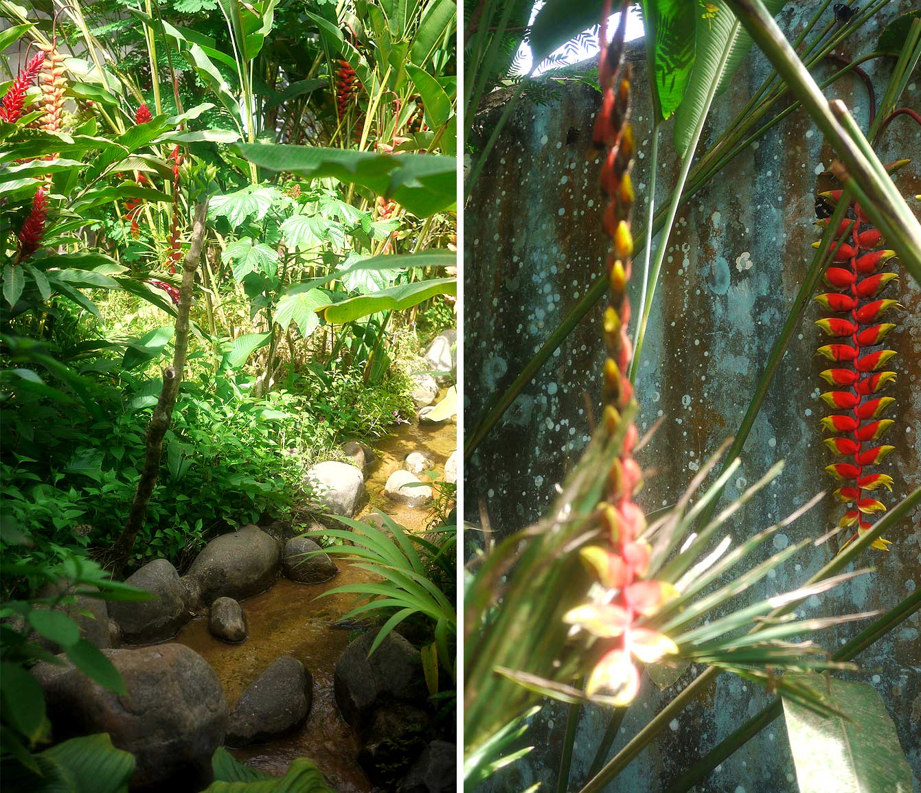 palawan-butterfly-ecological-garden15