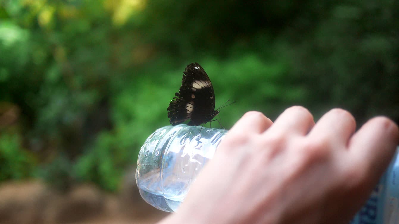 palawan-butterfly-ecological-garden22