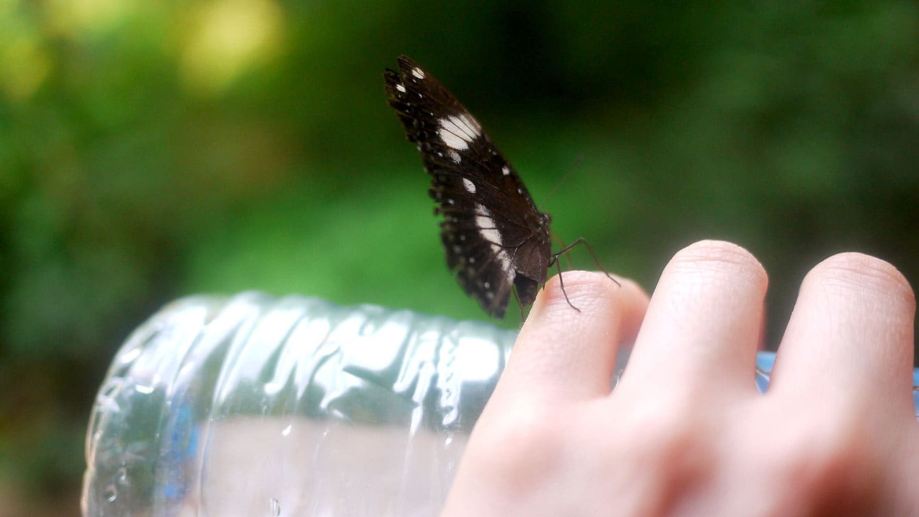 palawan-butterfly-ecological-garden23