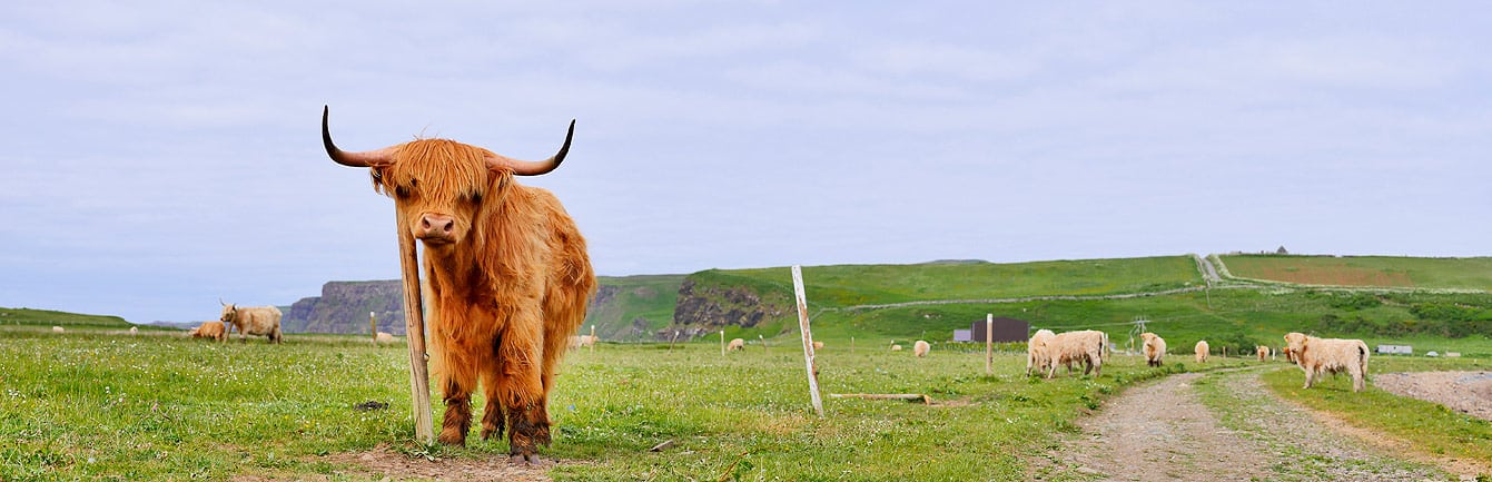 La highland est une race bovine rustique originaire de la région des Highlands. 