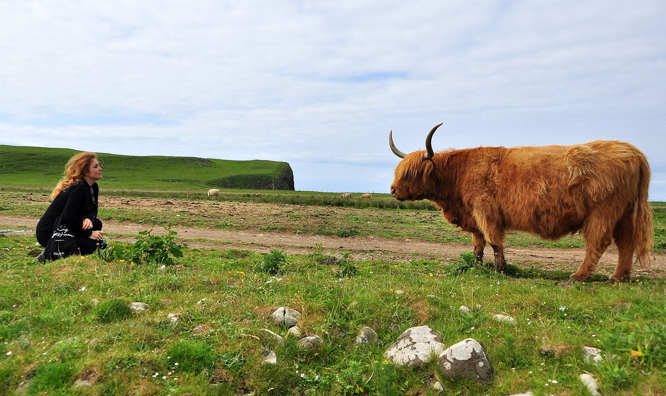 Ile de Skye : La highland est une race bovine rustique originaire de la région des Highlands. 
