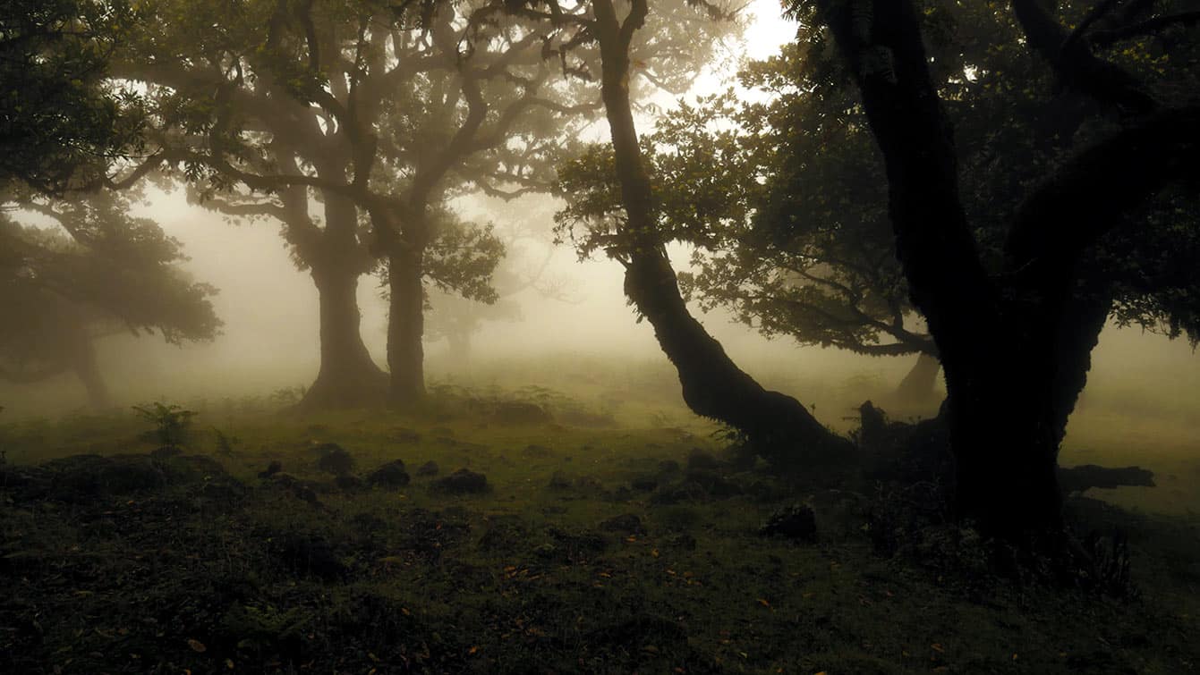 forêt de Fanal (Madère)