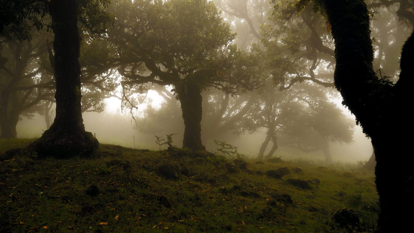 forêt de Fanal (Madère)