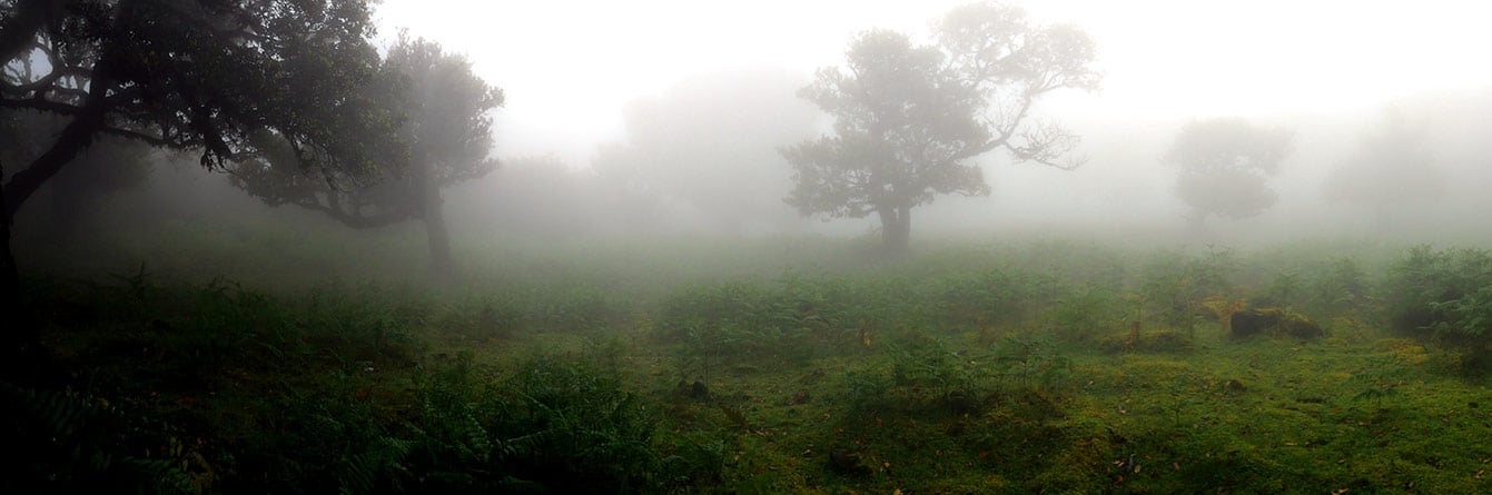 forêt de Fanal (Madère)