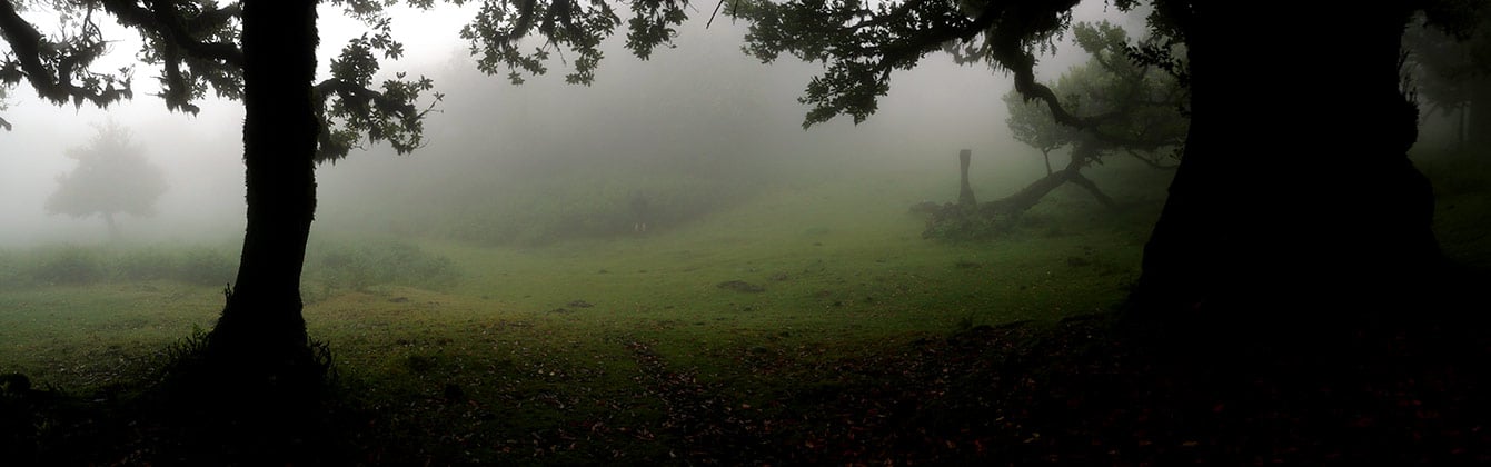 forêt de Fanal (Madère)