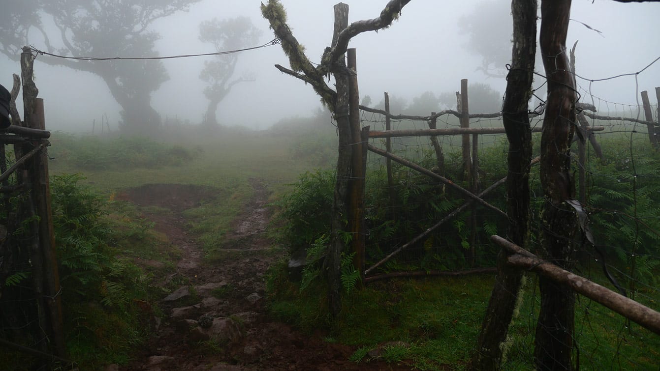 forêt de Fanal (Madère)