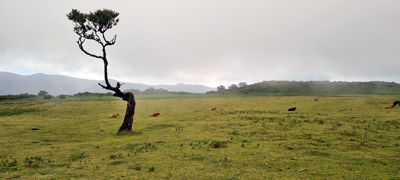 forêt de Fanal (Madère)