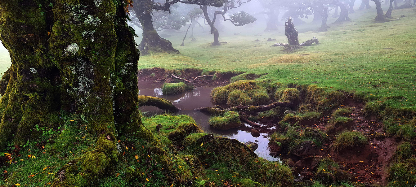 forêt de Fanal (Madère)