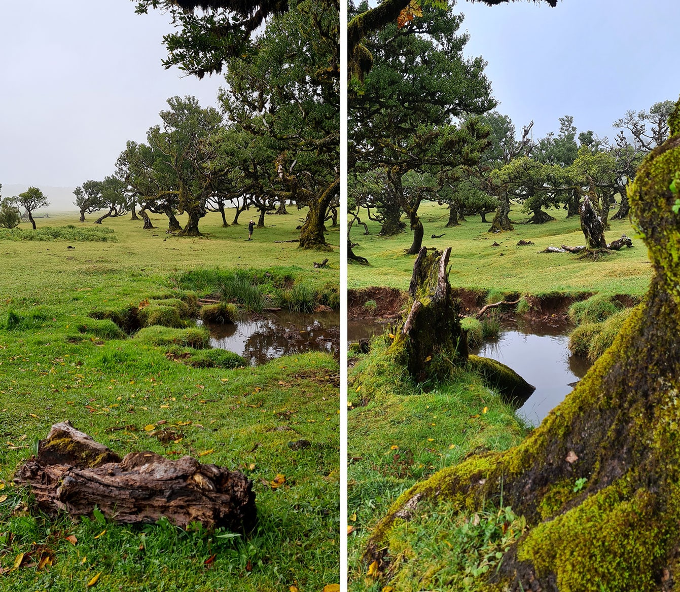 forêt de Fanal (Madère)