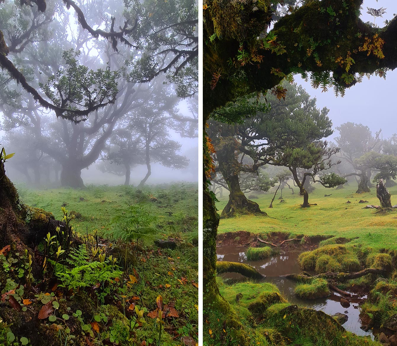 forêt de Fanal (Madère)