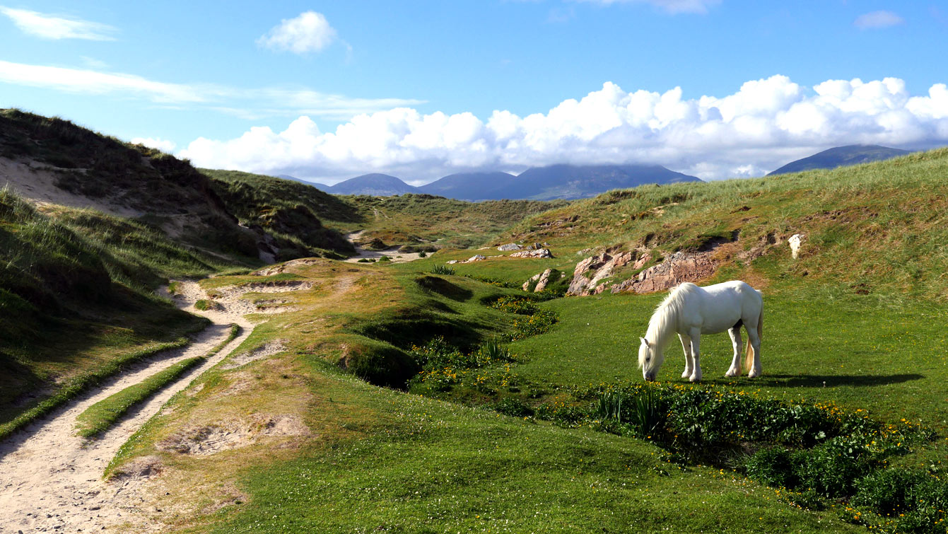 Luskentyre beach (Île de Harris), chevaux blancs